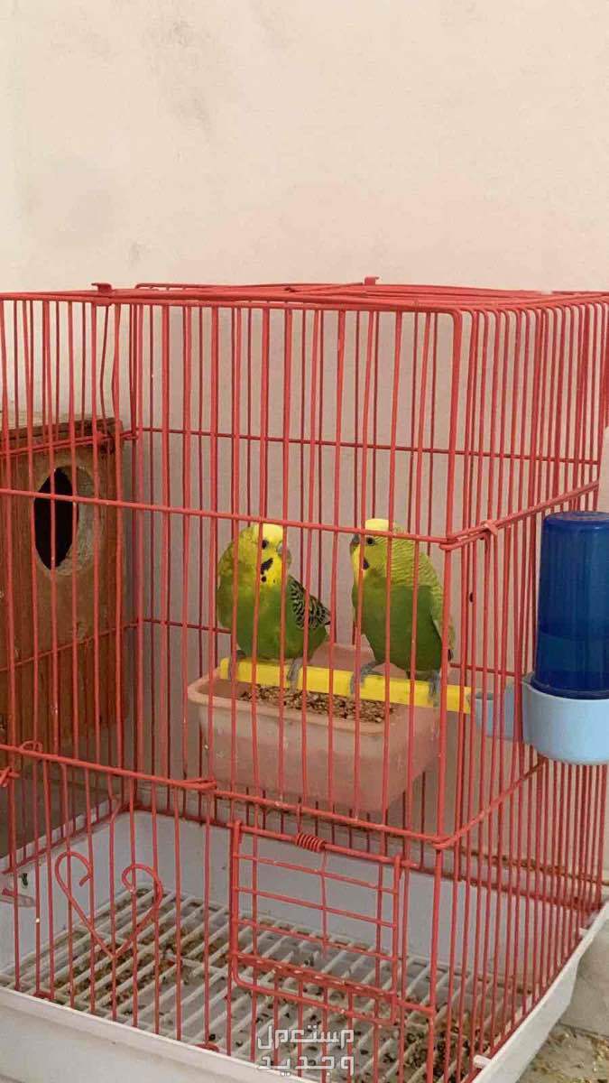 طيور الحب بادجي عصفور عصافير