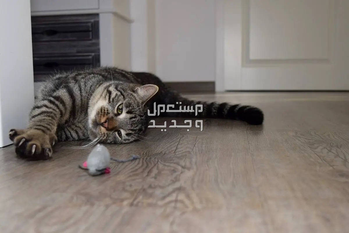 تعرف على أفضل الطرق لـ تربية قطط بطريقة صحيحة في العراق قطة منزلية