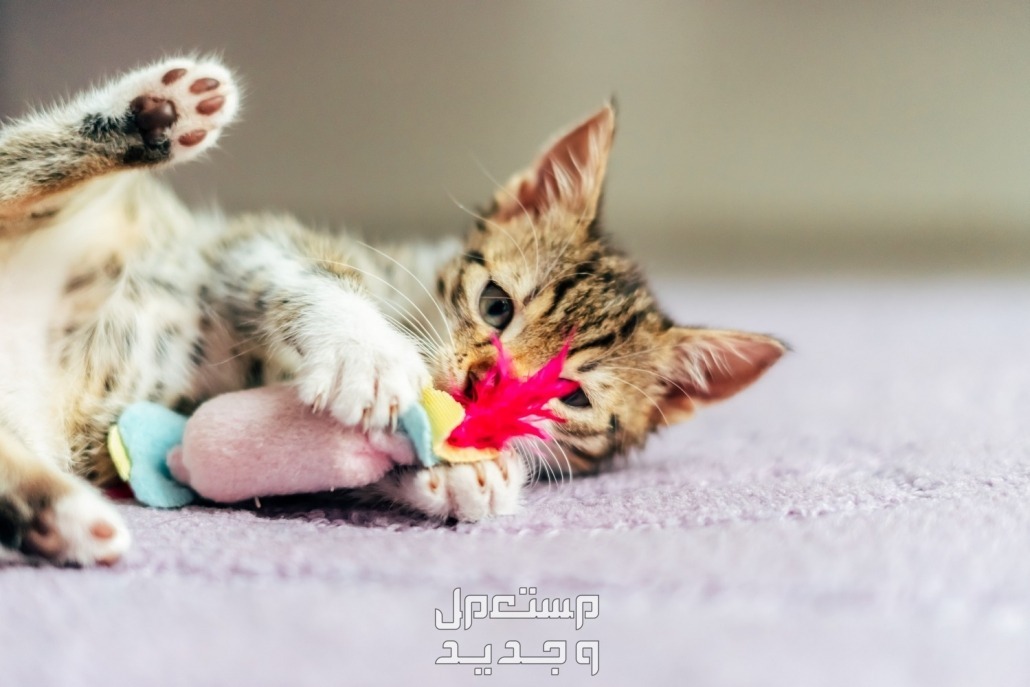 تعرف على أفضل الطرق لـ تربية قطط بطريقة صحيحة في السعودية قطة منزلية
