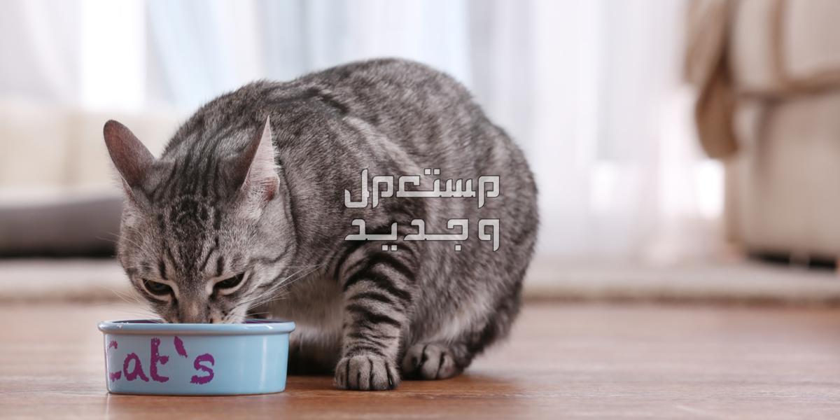 تعرف على أفضل الطرق لـ تربية قطط بطريقة صحيحة في الجزائر قطة منزلية