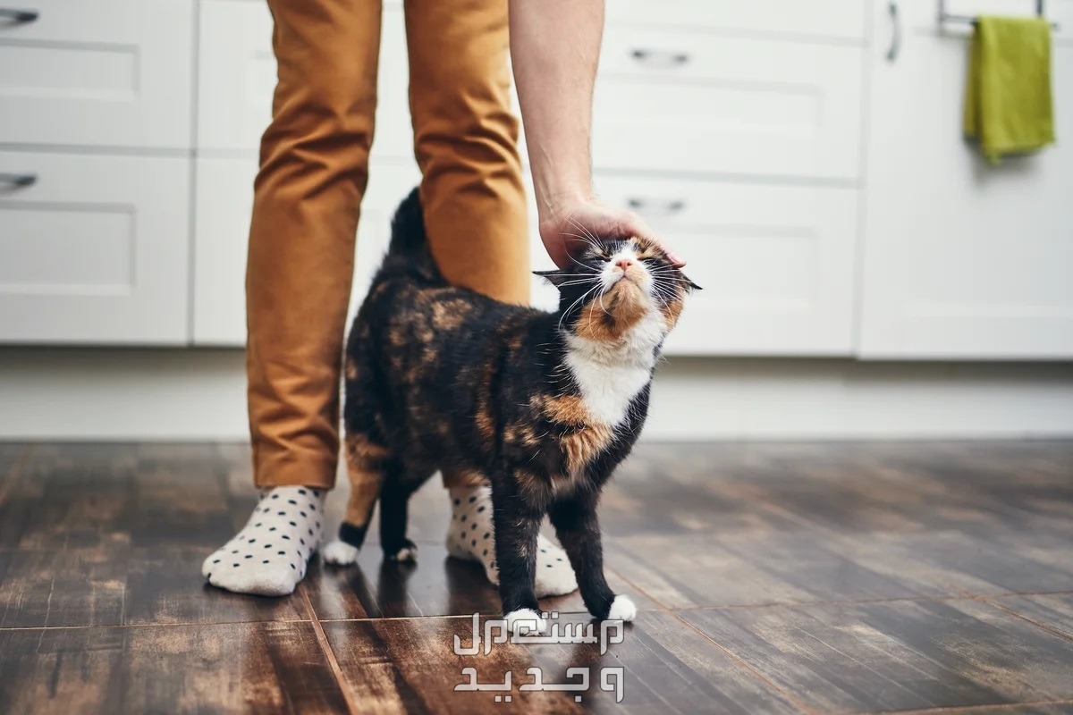 تعرف على أفضل الطرق لـ تربية قطط بطريقة صحيحة في الكويت قطة منزلية
