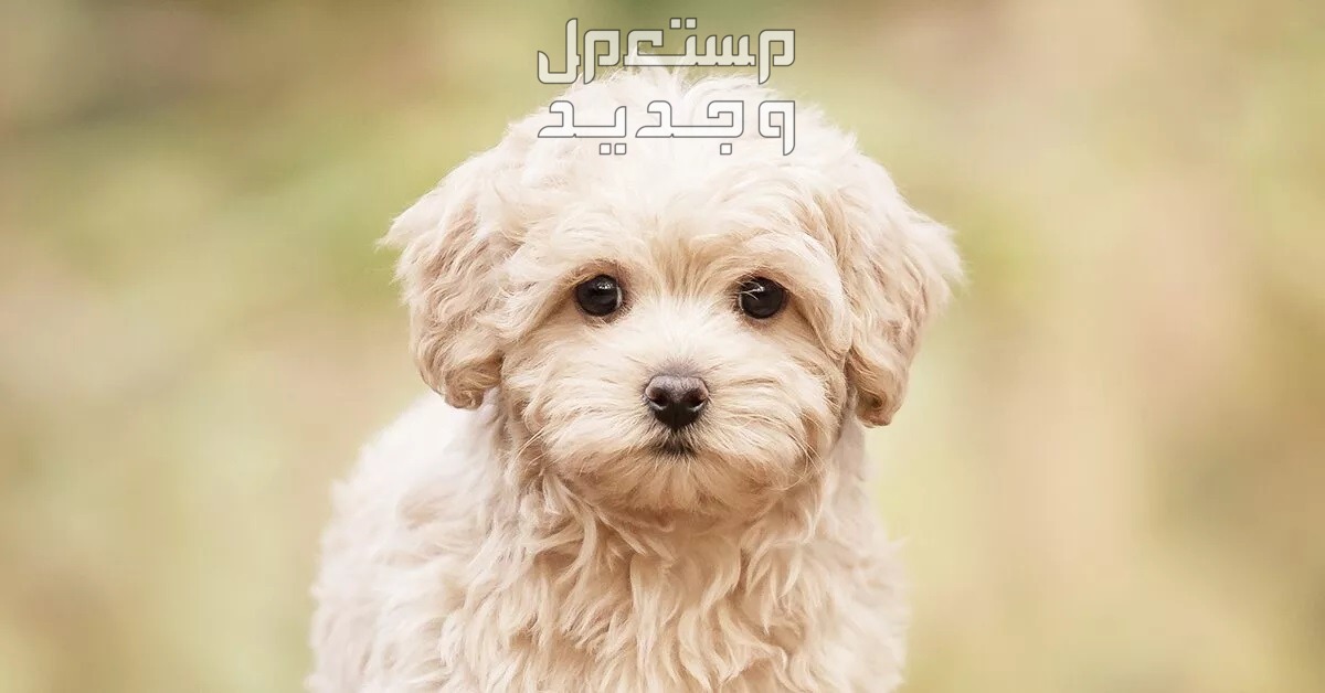 تعرف على كلاب مالتيبو الصغيرة والرائعة في البحرين كلاب مالتيبو