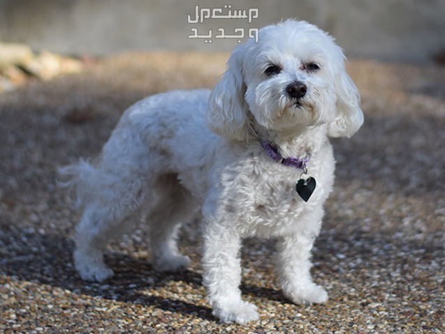 تعرف على كلاب مالتيبو الصغيرة والرائعة في المغرب كلاب مالتيبو