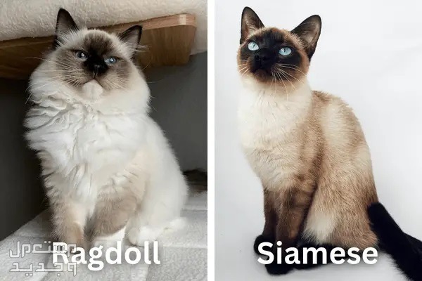 مقارنة بين قطط راغدول والقطط السيامي في الأردن مقارنة بين قطط راغدول والقطط السيامي