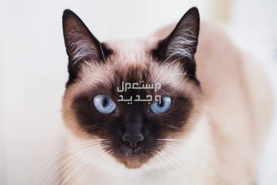 مقارنة بين قطط راغدول والقطط السيامي في الأردن قط سيامي