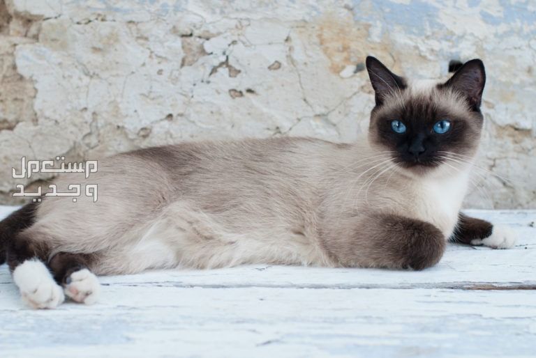مقارنة بين قطط راغدول والقطط السيامي في البحرين قط سيامي