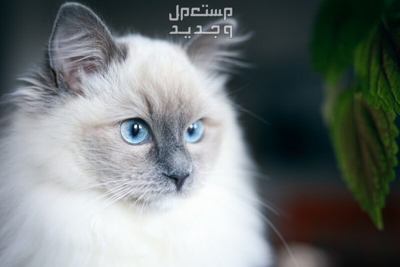 مقارنة بين قطط راغدول والقطط السيامي في الأردن قط راغدول