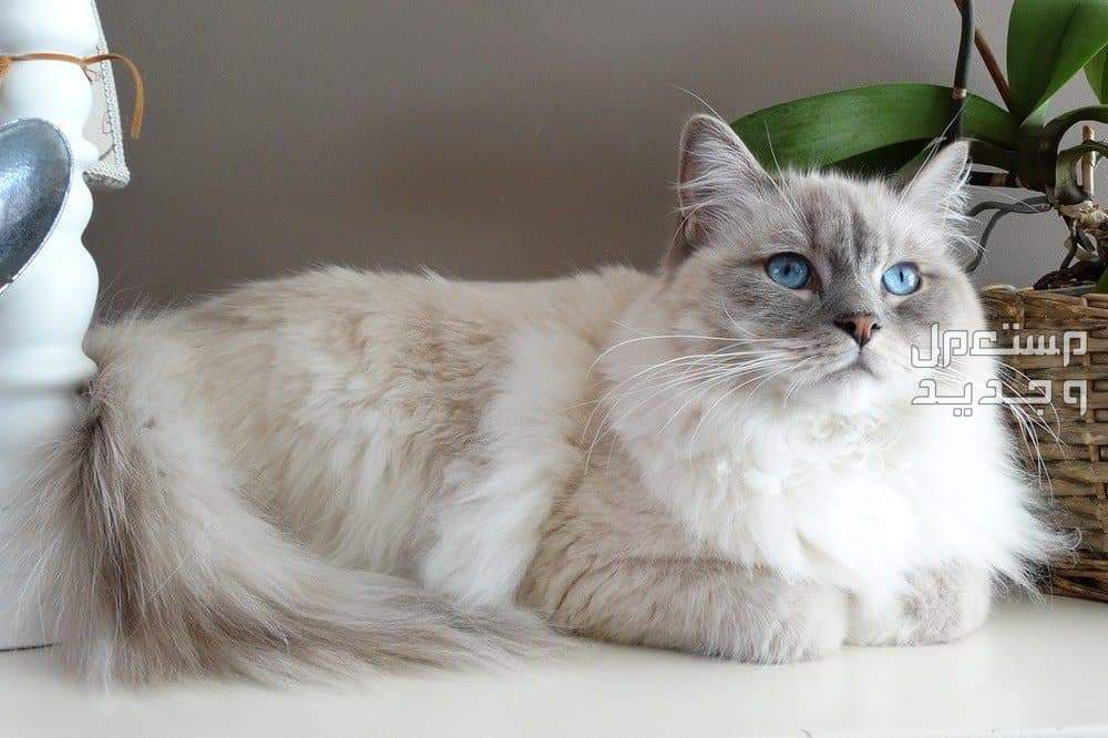 مقارنة بين قطط راغدول والقطط السيامي في لبنان قط راغدول