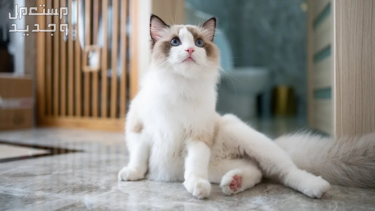 مقارنة بين قطط راغدول والقطط السيامي في البحرين قط راغدول