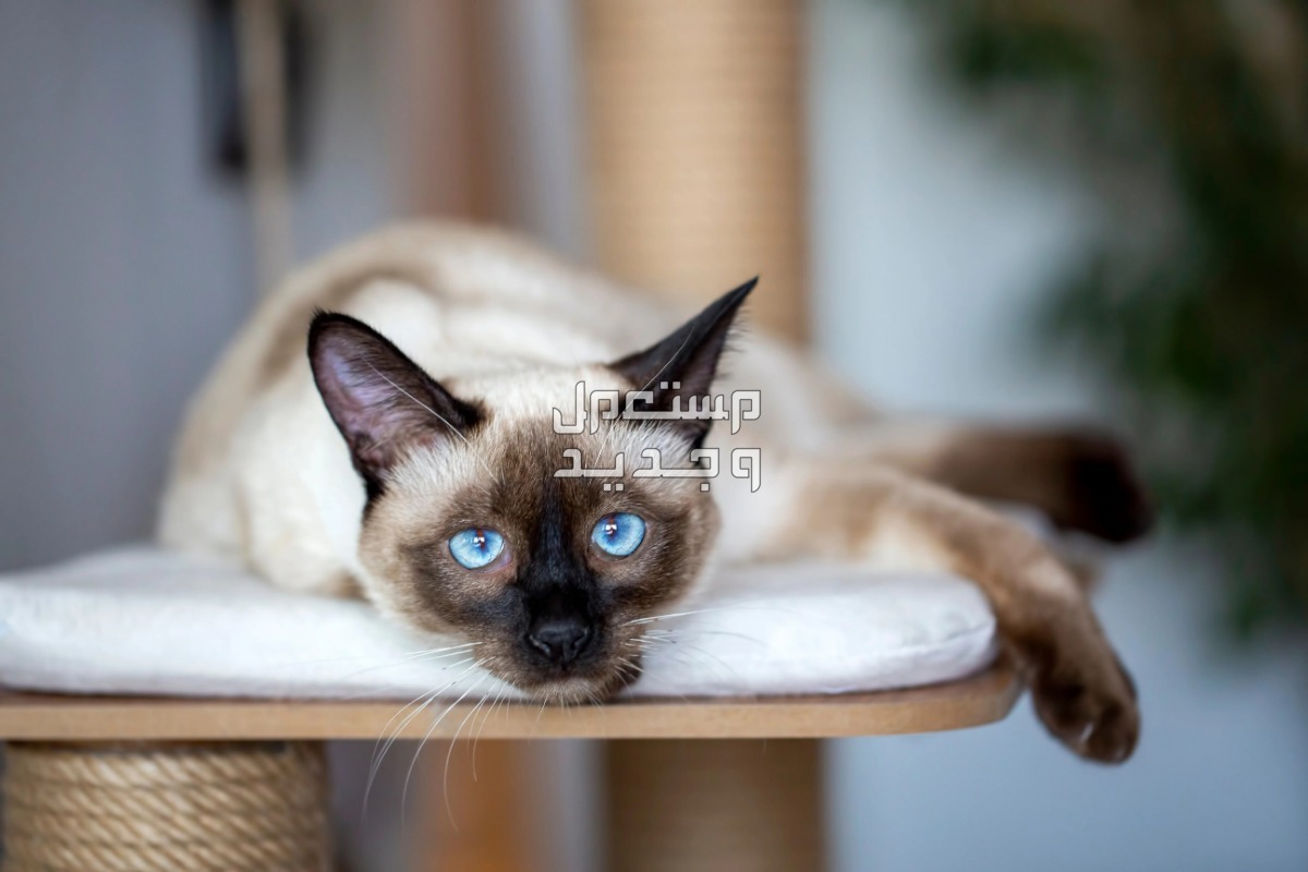 مقارنة بين قطط راغدول والقطط السيامي في الإمارات العربية المتحدة قط سيامي