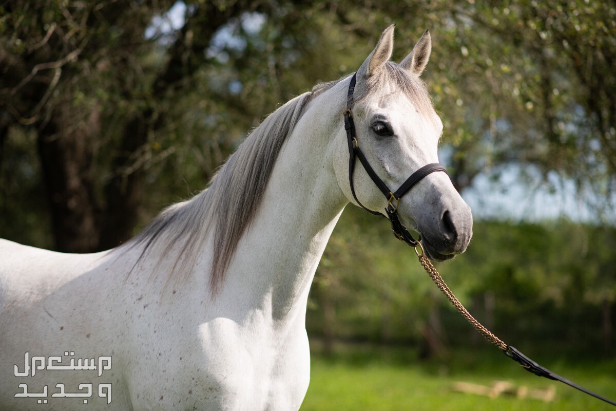 تعرف على خيول واهو الرائعة في تونس خيول عربية أصيلة