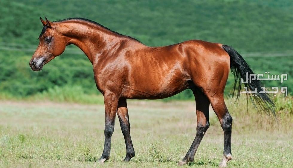 تعرف على خيول واهو الرائعة في الإمارات العربية المتحدة خيول عربية أصيلة