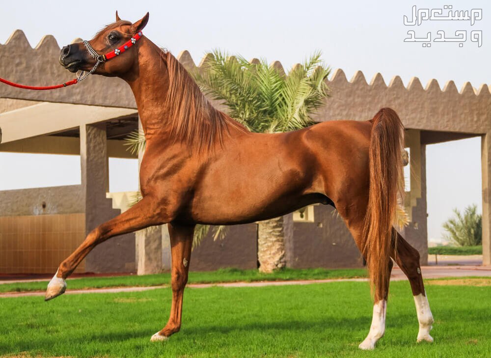 تعرف على خيول واهو الرائعة في البحرين خيول عربية أصيلة