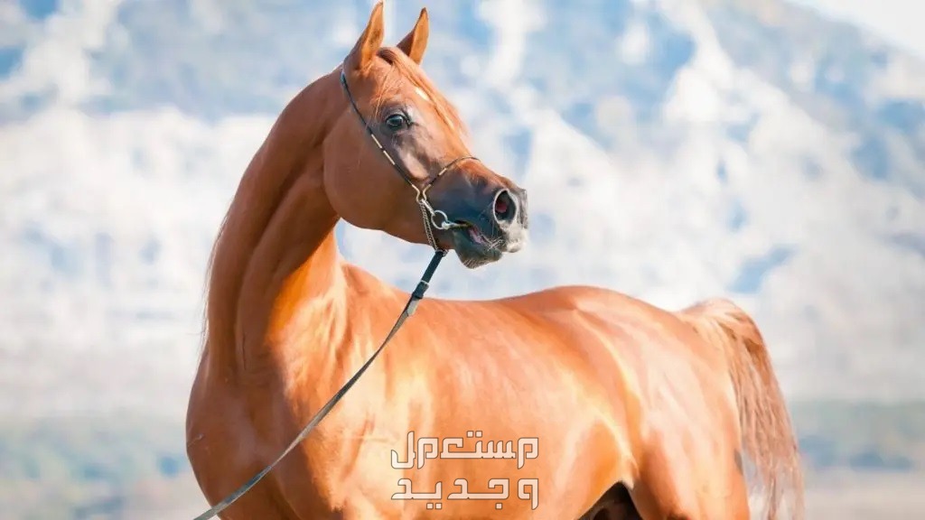 تعرف على خيول واهو الرائعة في الجزائر خيول عربية أصيلة
