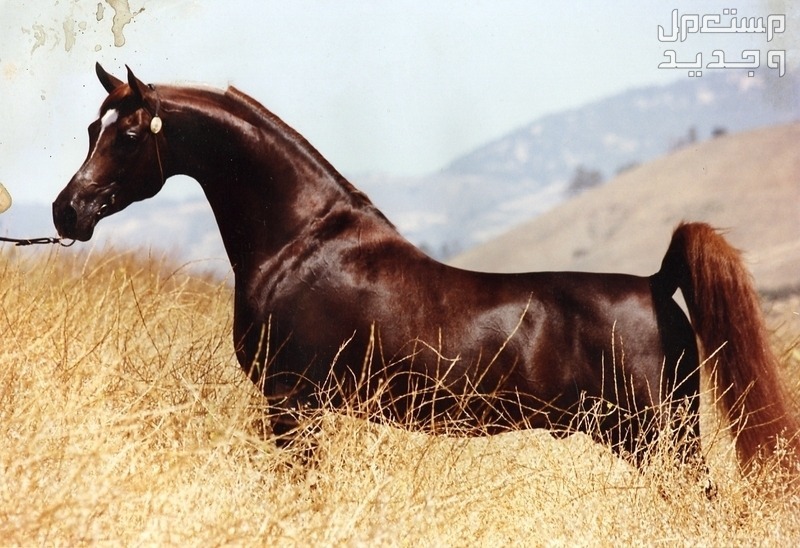 تعرف على خيول واهو الرائعة في موريتانيا خيول عربية أصيلة