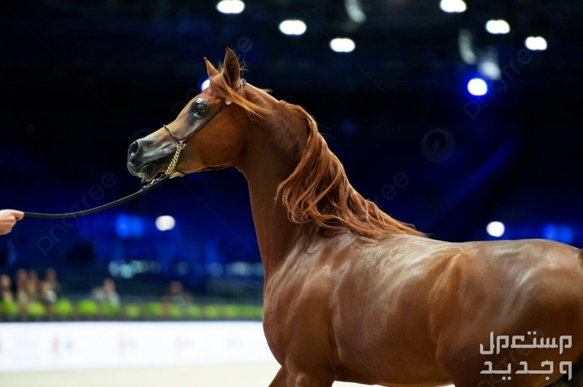 تعرف على خيول واهو الرائعة في قطر خيول عربية أصيلة