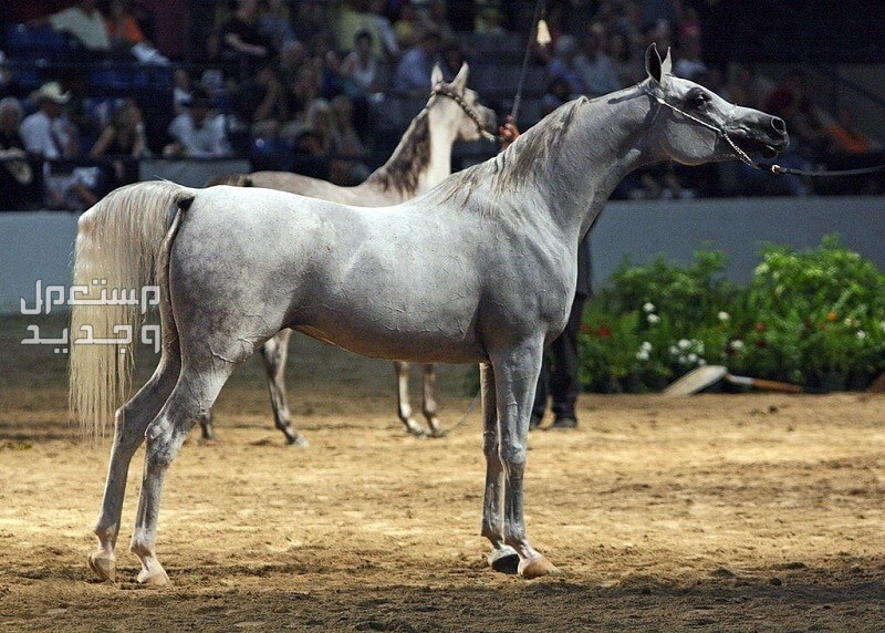 تعرف على خيول واهو الرائعة في تونس خيول عربية أصيلة
