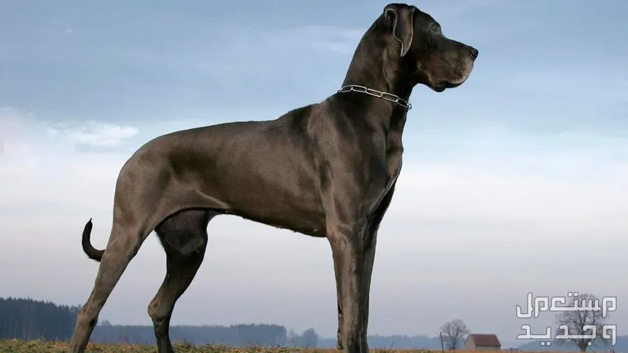 تعرف على أفضل سلالات كلاب كبيرة في السعودية كلب ضخم أسود