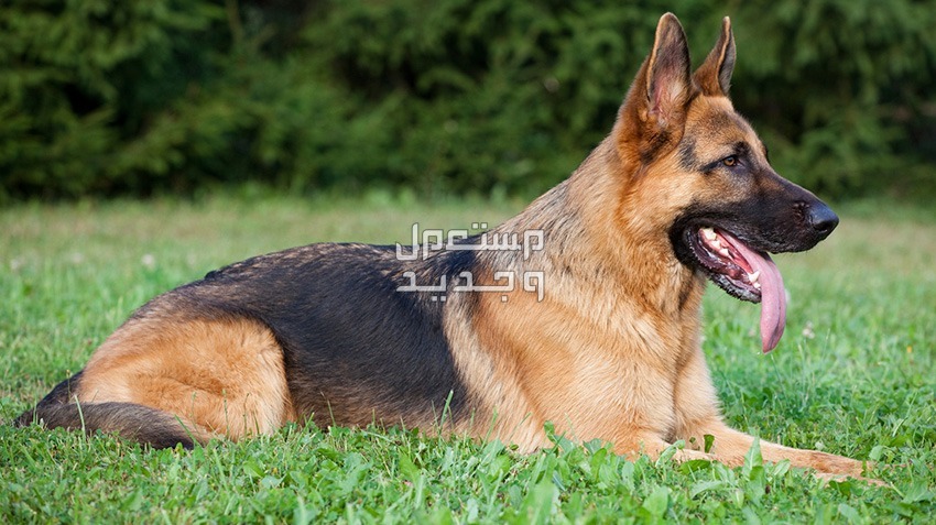 تعرف على أفضل سلالات كلاب كبيرة في الأردن كلب جيرمن شيبرد