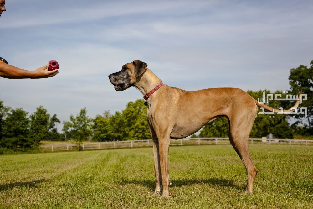 تعرف على أفضل سلالات كلاب كبيرة في جيبوتي الكلب الدنماركي العظيم