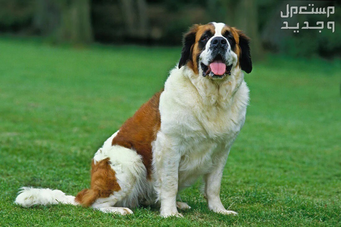 تعرف على أفضل سلالات كلاب كبيرة في الأردن كلب سانت برنارد