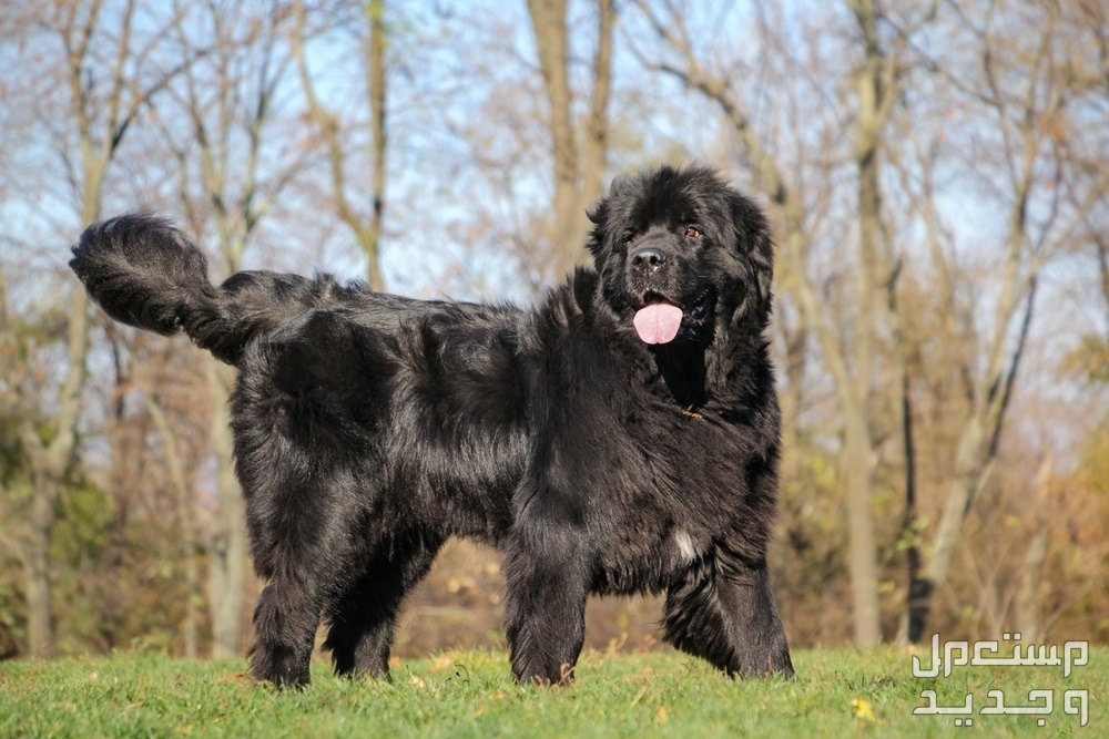 تعرف على أفضل سلالات كلاب كبيرة في اليَمَن كلب نيوفاوندلاند