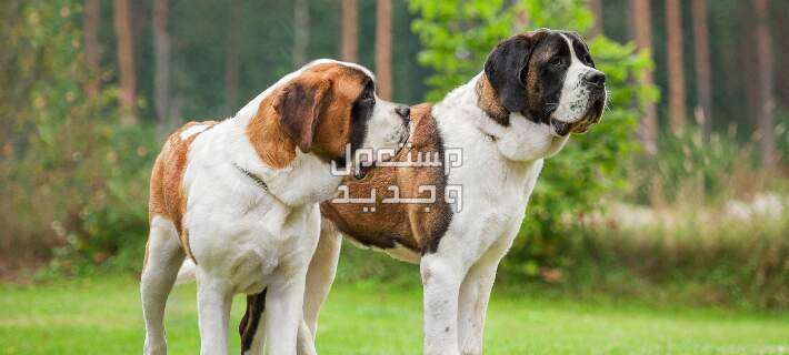 تعرف على أفضل سلالات كلاب كبيرة في الأردن كلاب كبيرة الحجم