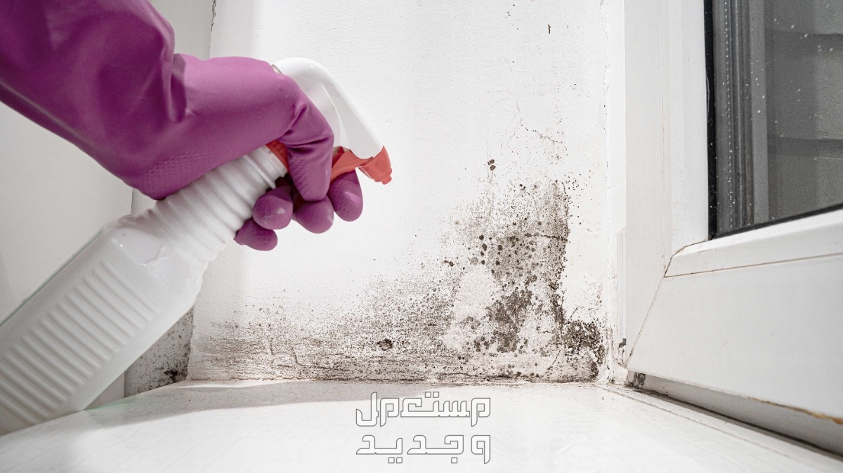 كيفية التخلص من رطوبة الجدران والحوائط في المنزل التخلص من رطوبة الجدران