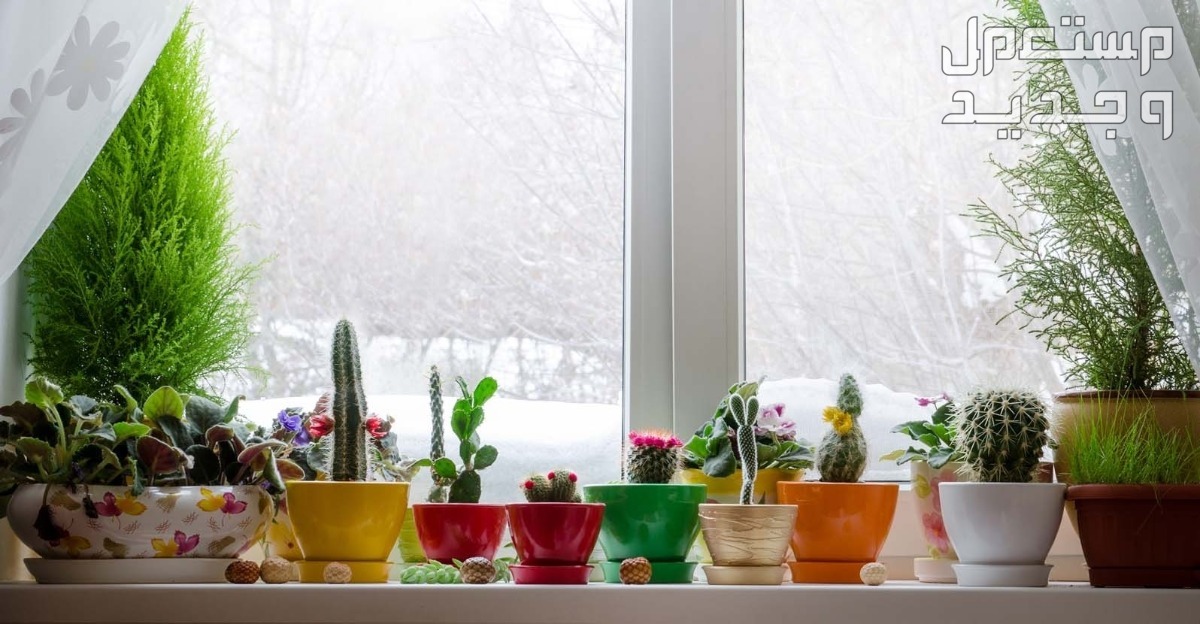 كيفية العناية بالنباتات المنزلية في الشتاء النباتات المنزلية في الشتاء