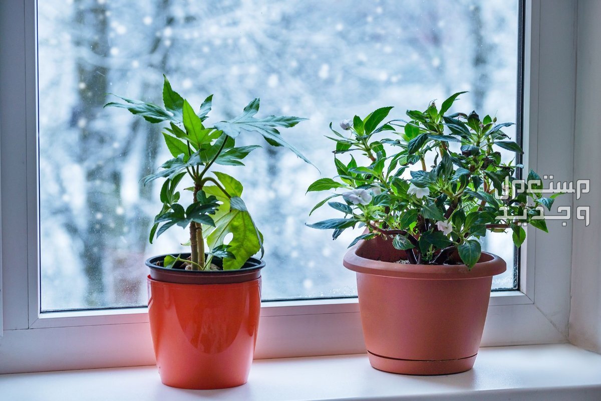 كيفية العناية بالنباتات المنزلية في الشتاء العناية بالنباتات المنزلية في الشتاء
