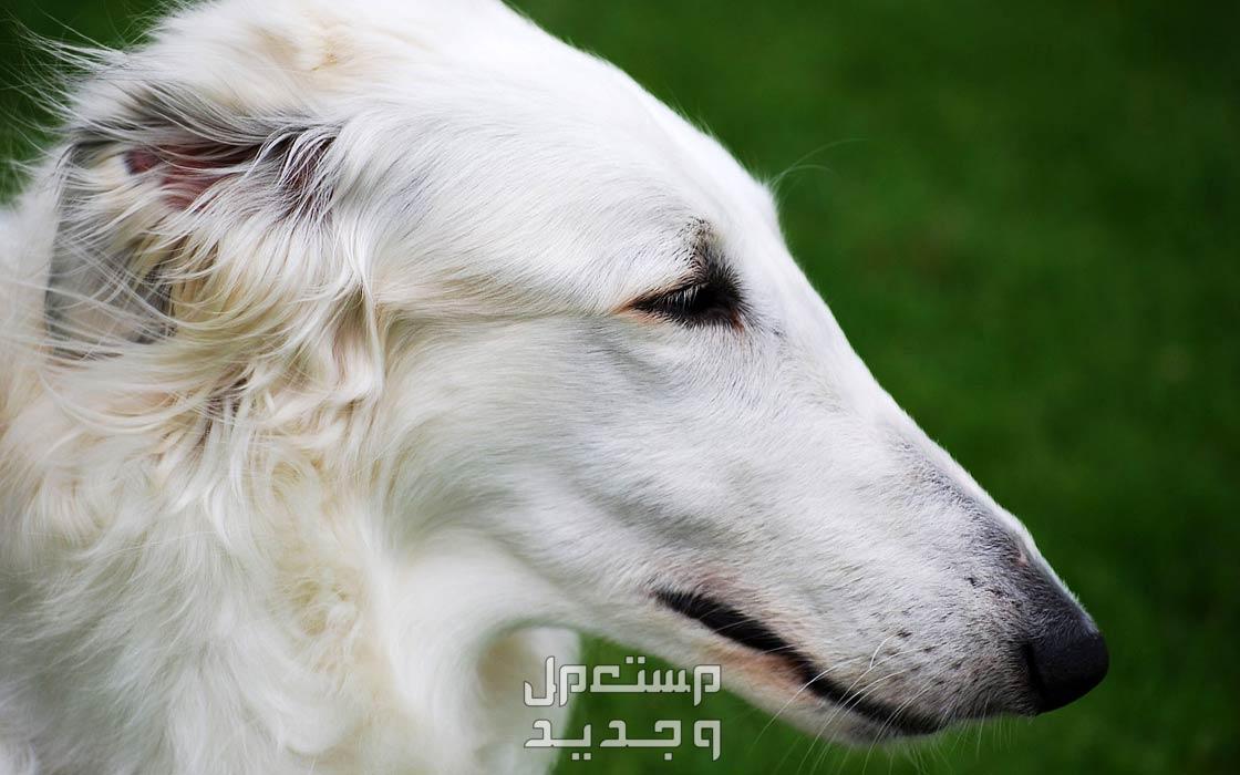 كلاب روسي من سلالة بروزوي - تعرف عليها في السودان كلب بروزوي