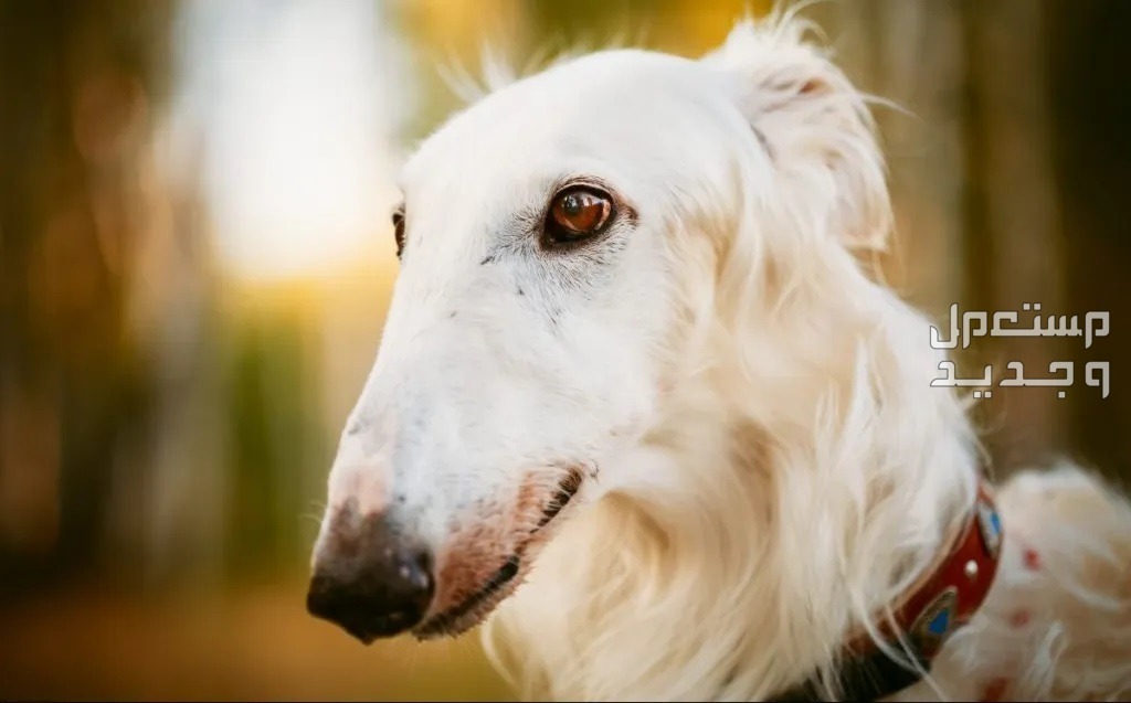 كلاب روسي من سلالة بروزوي - تعرف عليها في الإمارات العربية المتحدة كلب بروزوي
