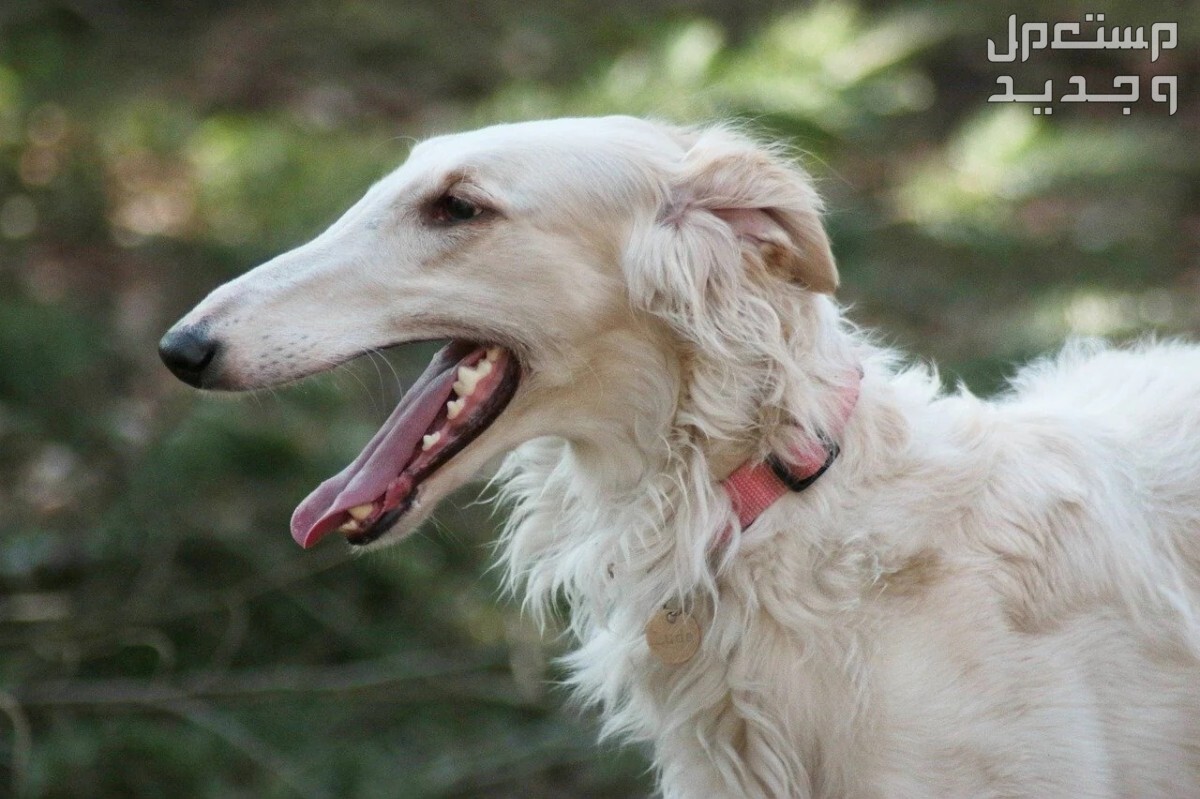 كلاب روسي من سلالة بروزوي - تعرف عليها في الأردن كلب بروزوي