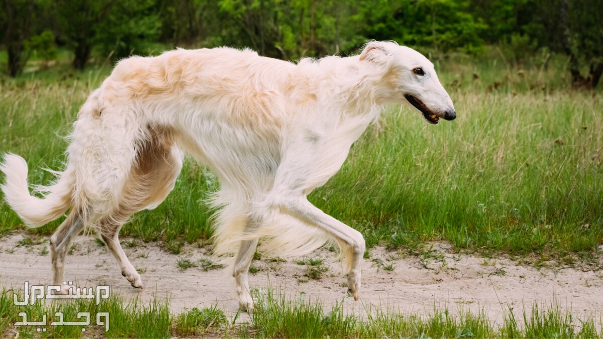 كلاب روسي من سلالة بروزوي - تعرف عليها كلب بروزوي