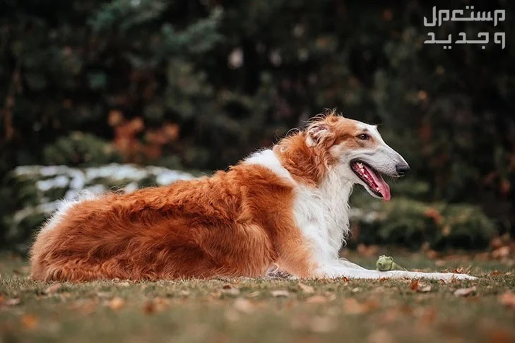 كلاب روسي من سلالة بروزوي - تعرف عليها في الإمارات العربية المتحدة كلب بروزوي