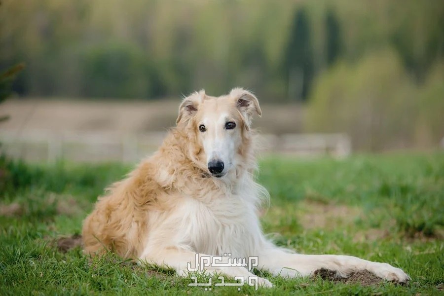 كلاب روسي من سلالة بروزوي - تعرف عليها في اليَمَن كلب بروزوي
