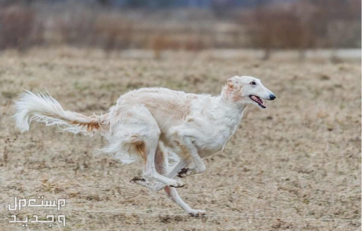 كلاب روسي من سلالة بروزوي - تعرف عليها في اليَمَن كلب بروزوي