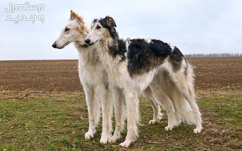 كلاب روسي من سلالة بروزوي - تعرف عليها في مصر كلب بروزوي