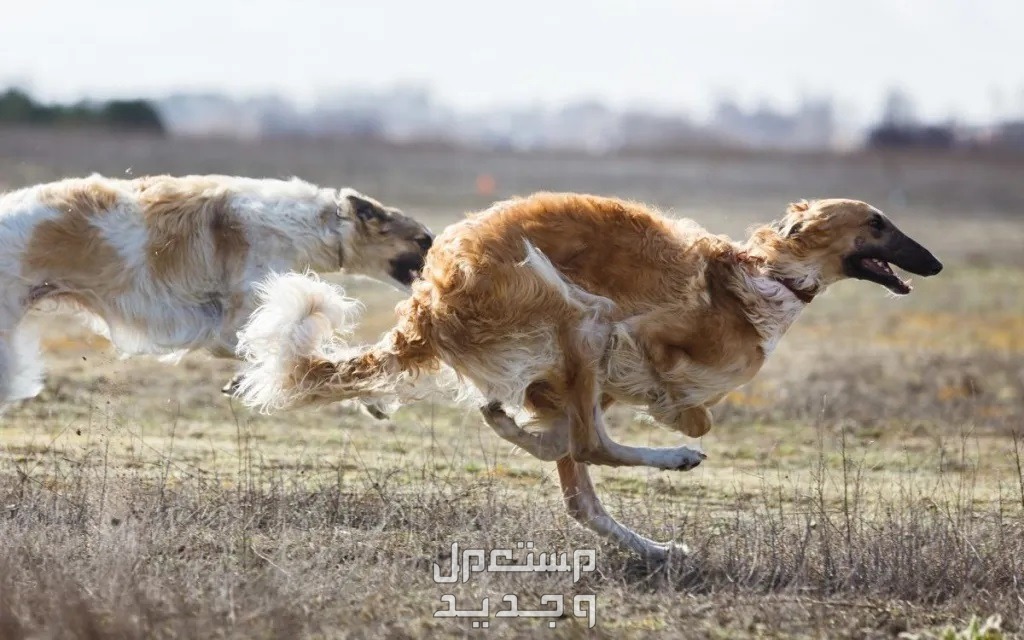 كلاب روسي من سلالة بروزوي - تعرف عليها في السعودية كلب بروزوي