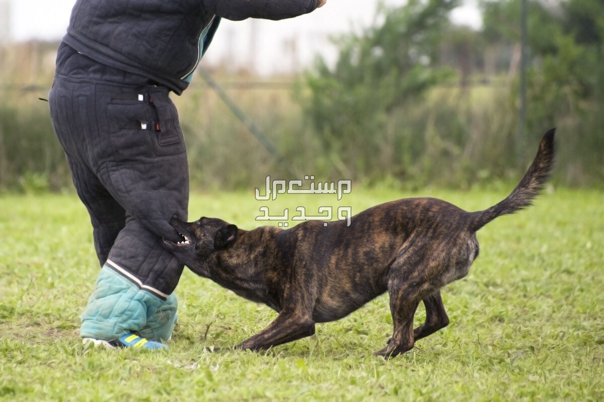 تعرف على أشهر أنواع كلاب شرطة على الإطلاق في فلسطين كلب يتم تدريبه