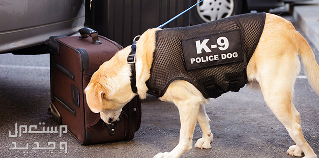 تعرف على أشهر أنواع كلاب شرطة على الإطلاق كلاب شرطة