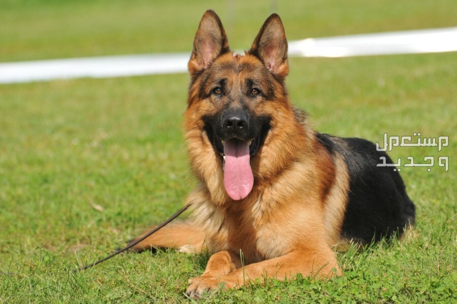 تعرف على أشهر أنواع كلاب شرطة على الإطلاق في اليَمَن كلب الراعي الألماني