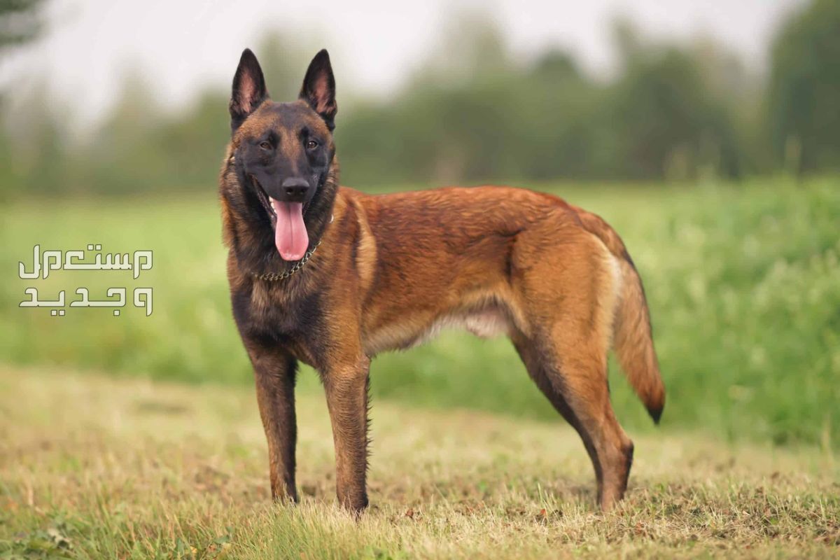 تعرف على أشهر أنواع كلاب شرطة على الإطلاق في الإمارات العربية المتحدة كلاب مالينو البلجيكية