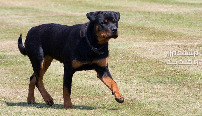 تعرف على أشهر أنواع كلاب شرطة على الإطلاق في ليبيا كلاب الروت وايلر