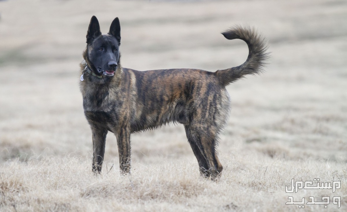 تعرف على أشهر أنواع كلاب شرطة على الإطلاق في تونس كلاب الراعي الهولندي