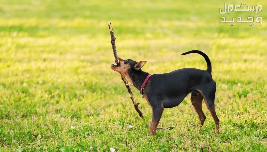 تعلم كيفية رعاية وتدريب كلاب دوبر مان الصغيرة كلب دوبر مان