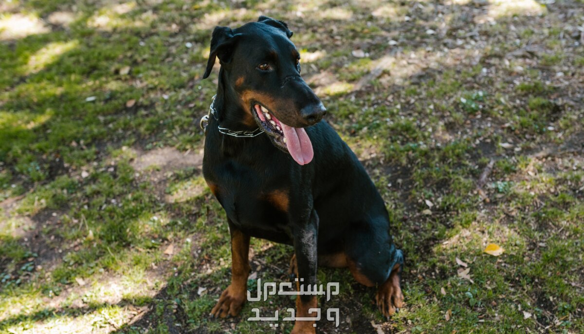 تعلم كيفية رعاية وتدريب كلاب دوبر مان الصغيرة في الكويت كلب دوبر مان