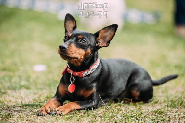 تعلم كيفية رعاية وتدريب كلاب دوبر مان الصغيرة في الجزائر كلب دوبر مان