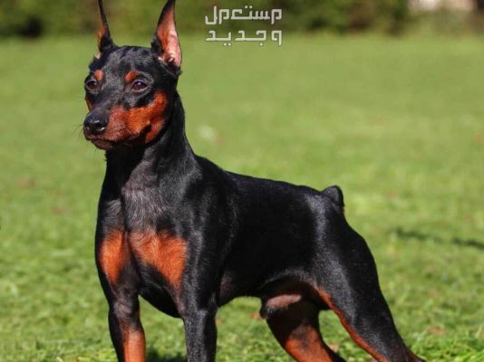 تعلم كيفية رعاية وتدريب كلاب دوبر مان الصغيرة في السعودية كلب دوبر مان