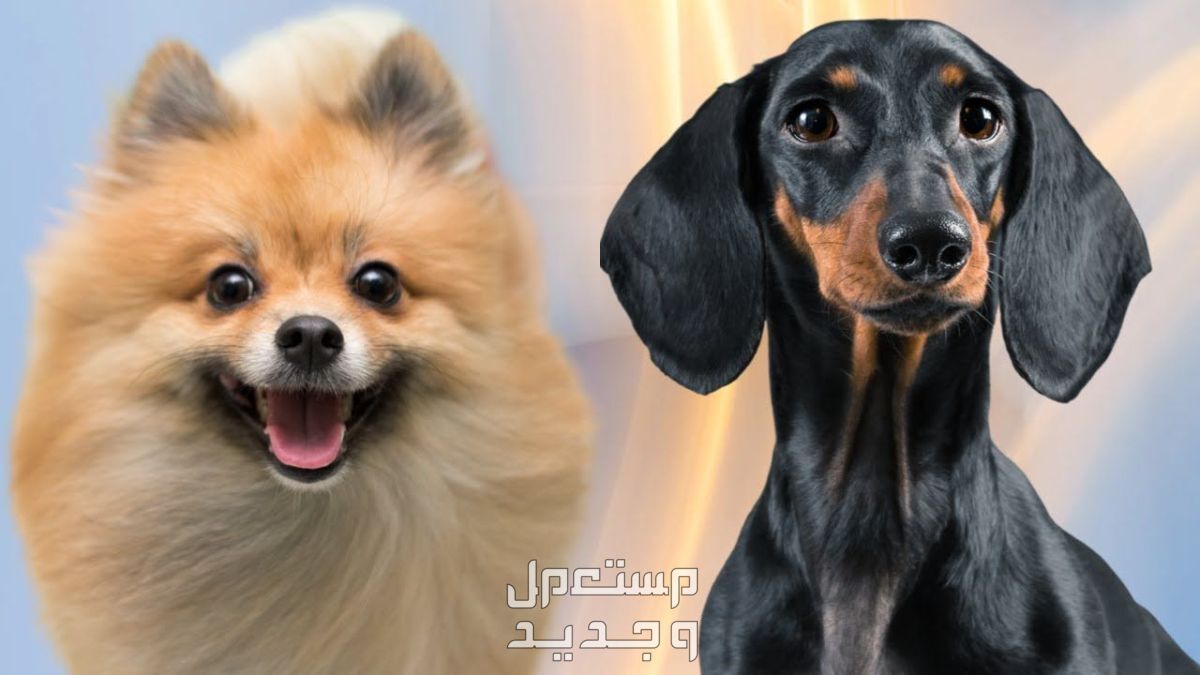 مقارنة بين كلاب بومرينيان وكلاب داشهند في الأردن مقارنة بين كلاب بومرينيان وكلاب داشهند